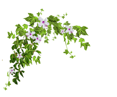 fleurs - besplatni png