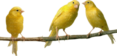 bird - png gratis