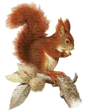 écureuil - Kostenlose animierte GIFs