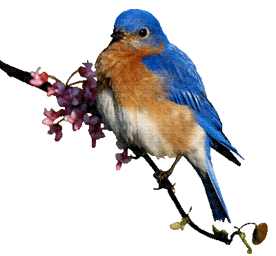 vogel branch garden jardin   animal summer ete bird oiseau spring printemps - Animovaný GIF zadarmo