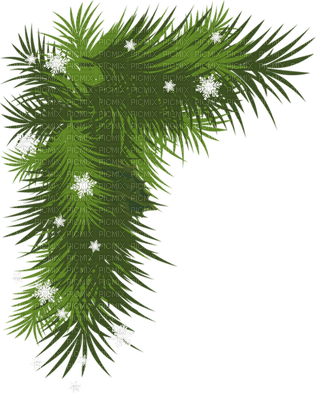 pine branch - 無料png