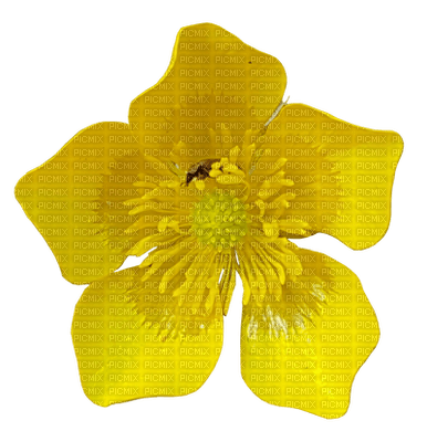 Flowers yellow bp - бесплатно png