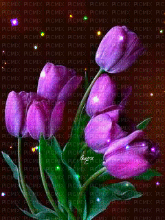 MMarcia gif flores fleur fundo - GIF animé gratuit