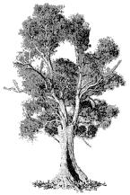 trees bp - Бесплатный анимированный гифка