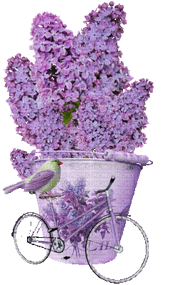 lavender flowers bp - GIF animasi gratis