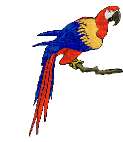 Macaw - Darmowy animowany GIF