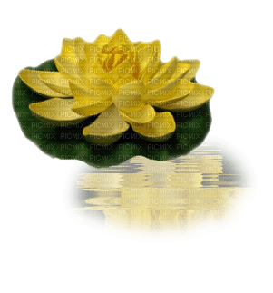 zen lotus - png grátis