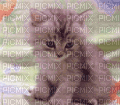 chaton - Ilmainen animoitu GIF