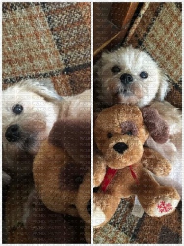 My Sister's Dog Teddy - bezmaksas png