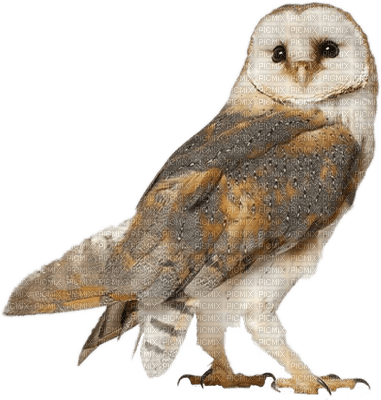 Owls - kostenlos png