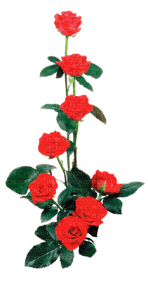 rose rouge.Cheyenne63 - безплатен png
