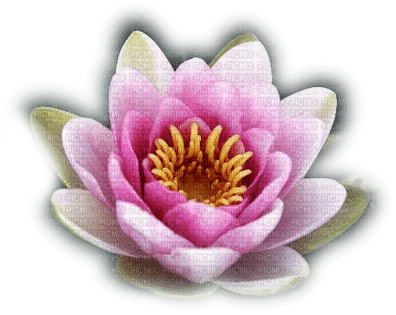 flor de agua lotus  dubravka4 - ücretsiz png