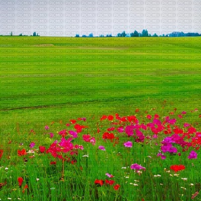 Field with Red & Magenta Flowers - gratis png