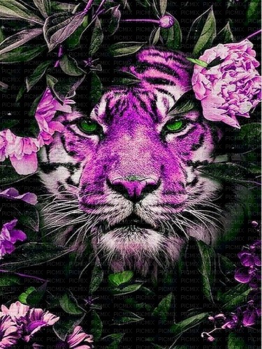 Tiger pink - zdarma png