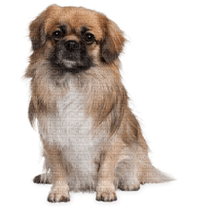Kaz_Creations Dog Pup - PNG gratuit