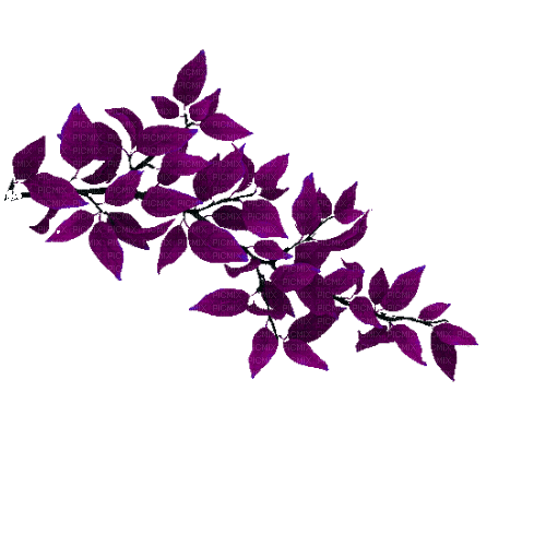 rama hojas violetas dubravka4 - Free animated GIF