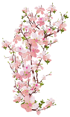 soave flowers deco animated branch spring - Gratis geanimeerde GIF