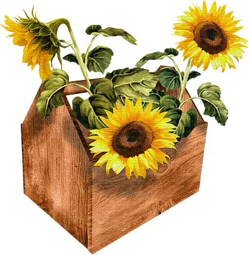 sunflower - zadarmo png