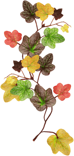 Feuille - Free PNG