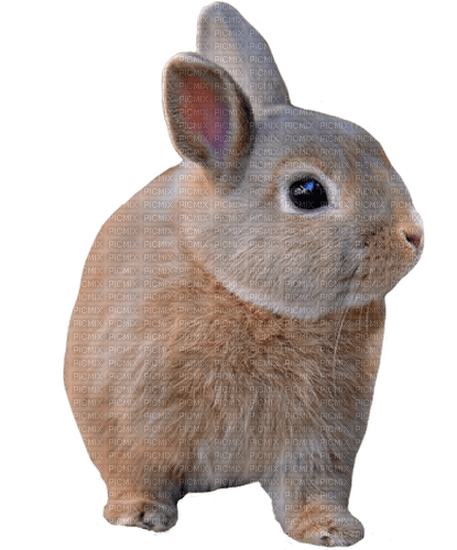 bunny spring dolceluna - PNG gratuit
