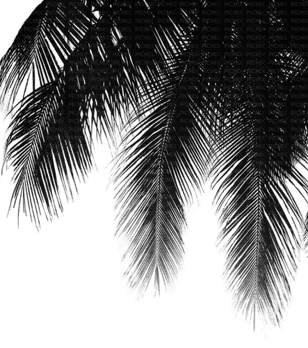 Black.Palm.Branch.branche.Victoriabea - PNG gratuit