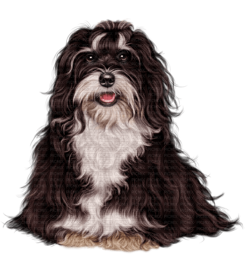 dog by nataliplus - 免费PNG