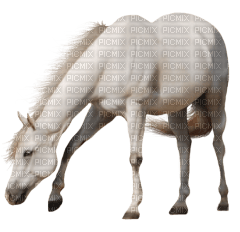 Kaz_Creations Horse - kostenlos png