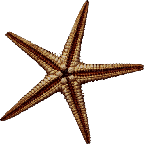 dolceluna starfish - png gratis