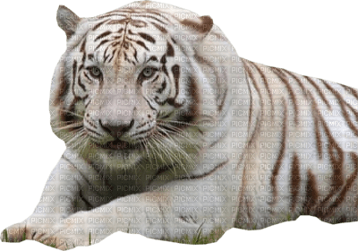 white tiger bp - ücretsiz png