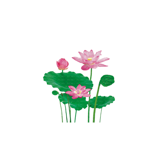 Lotus - kostenlos png