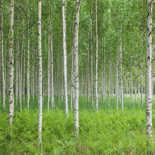 birch tree forest - PNG gratuit