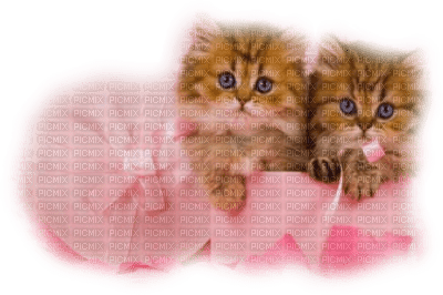 cecily-chats - PNG gratuit