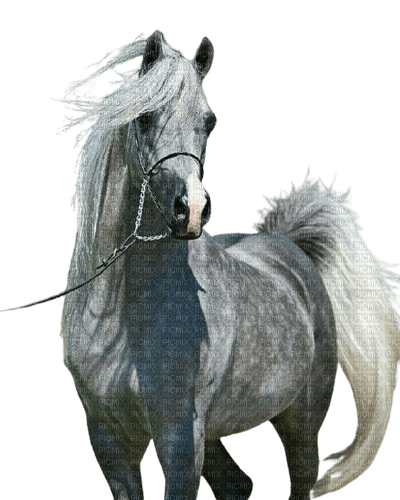 Cheval - Free PNG
