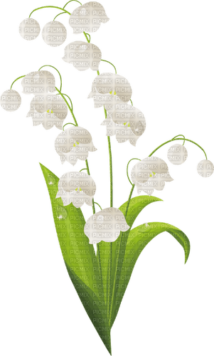 lily of the valley Bb2 - Free PNG