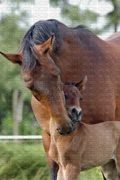 horse with foal bp - png ฟรี