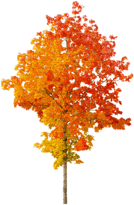 autumn trees bp - zadarmo png