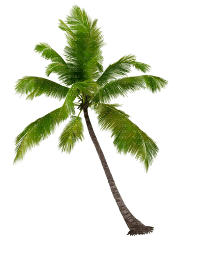 palm by nataliplus - darmowe png