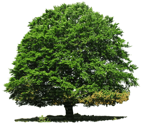 Kaz_Creations Tree - Free PNG