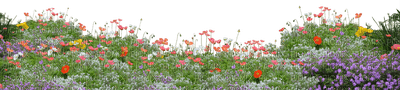FLOWERS - besplatni png