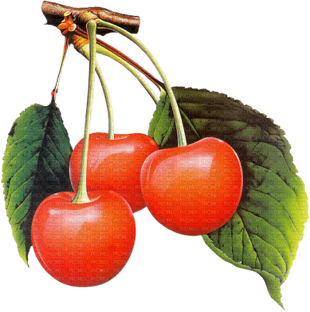 Fruits - darmowe png