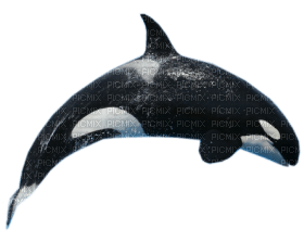 Kaz_Creations Whale - Free PNG