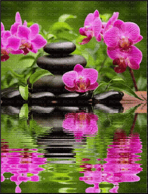 Lotus, relax, mer, nature, paysage, coucher de soleil, GIF, animation,Orabel - Free animated GIF