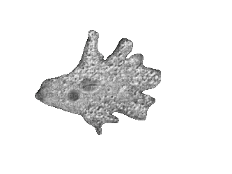 amoeba - Nemokamas animacinis gif
