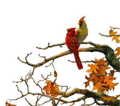 Kaz_Creations Birds Bird Autumn - безплатен png