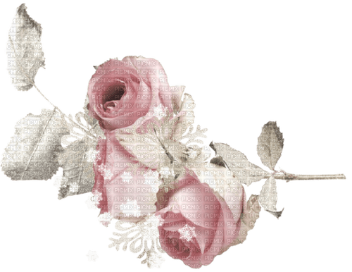 Winter roses - darmowe png