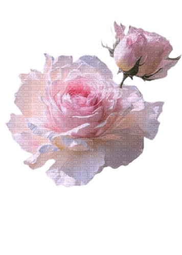 Pink Roses - Free PNG