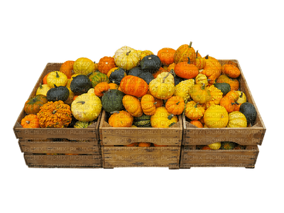 kurpitsat, pumpkins, syksy, autumn - ücretsiz png