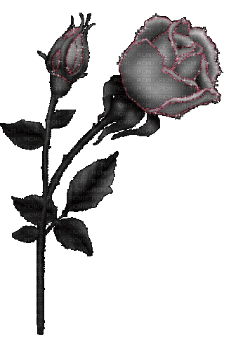 vampire rose - Gratis animeret GIF
