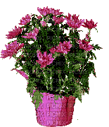 цветы - GIF animado grátis