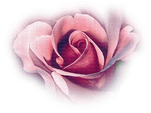 blomma-ros----flower-rose - 免费PNG